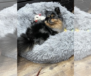 Pomeranian Puppy for Sale in BILLINGS, Montana USA