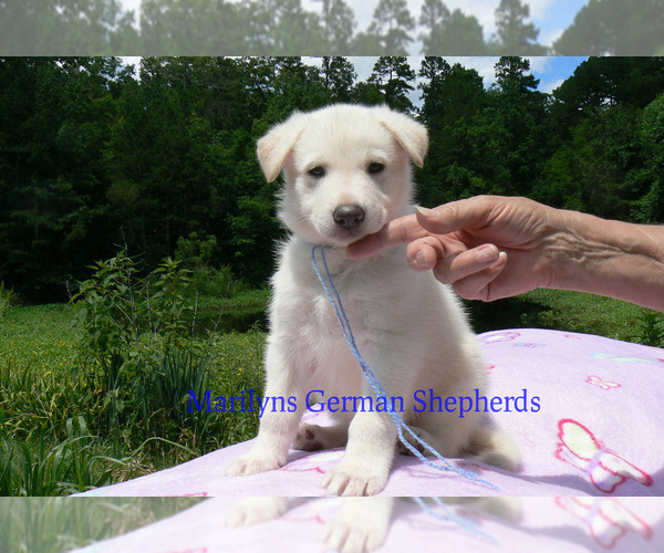 Medium Photo #7 German Shepherd Dog Puppy For Sale in PIEDMONT, MO, USA