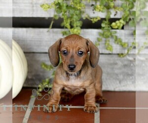 Dachshund Puppy for sale in EPHRATA, PA, USA