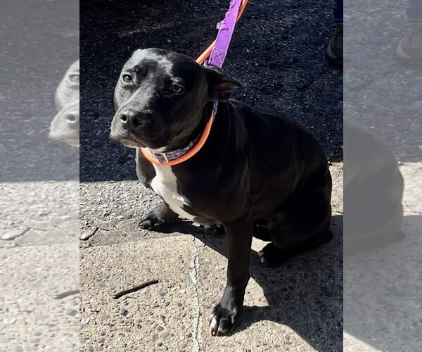 Medium Photo #6 Labrador Retriever-Unknown Mix Puppy For Sale in Mount Laurel, NJ, USA