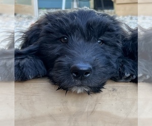 Goldendoodle Puppy for sale in BERKELEY, CA, USA