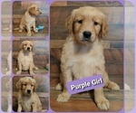 Small Photo #7 Golden Retriever Puppy For Sale in SALISBURY, NC, USA