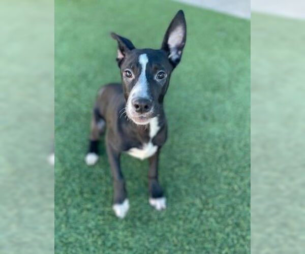 Medium Photo #6 Mutt Puppy For Sale in Canton, CT, USA