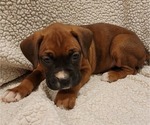 Small Photo #8 Boxer Puppy For Sale in JOLIET, IL, USA