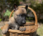 Puppy Orion Belgian Malinois