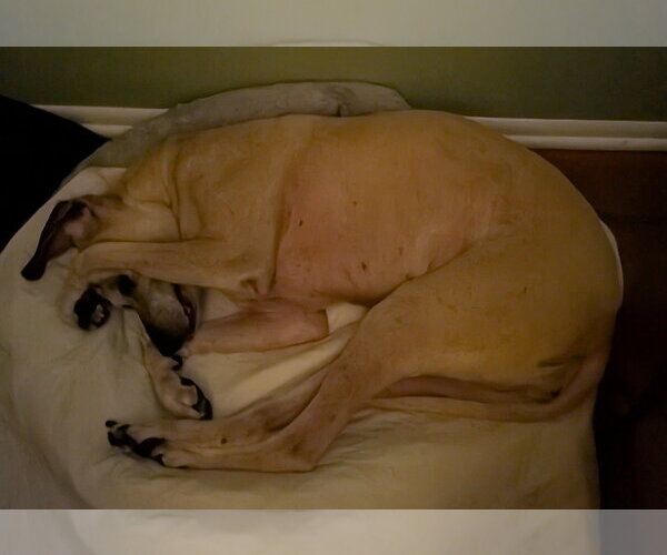 Medium Photo #16 Black Mouth Cur-Unknown Mix Puppy For Sale in Sanford, FL, USA