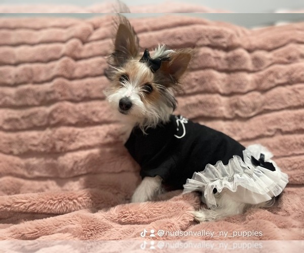 Full screen Photo #1 Yorkshire Terrier Puppy For Sale in SCOTCHTOWN BRANCH, NY, USA