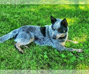 Father of the Australian Cattle Dog puppies born on 08/23/2025