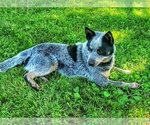 Small Photo #1 Australian Cattle Dog Puppy For Sale in JASONVILLE, IN, USA