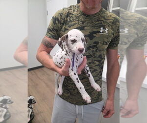 Medium Dalmatian