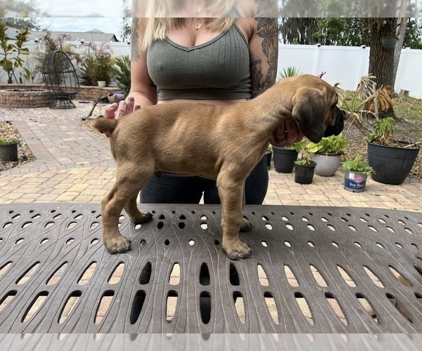 Medium Photo #19 Cane Corso Puppy For Sale in LAND O LAKES, FL, USA