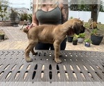 Small Photo #19 Cane Corso Puppy For Sale in LAND O LAKES, FL, USA