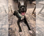 Poke - Male Mutt Dog for Adoption - Small photo
