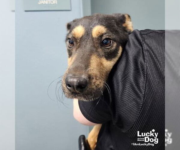 Medium Photo #1 Beagle-Unknown Mix Puppy For Sale in Washington, DC, USA