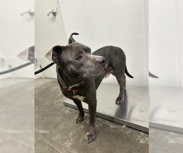 Medium Photo #1 American Pit Bull Terrier Puppy For Sale in Rosenberg, TX, USA