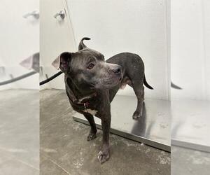 American Pit Bull Terrier Dogs for adoption in Rosenberg, TX, USA