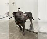 Small American Pit Bull Terrier