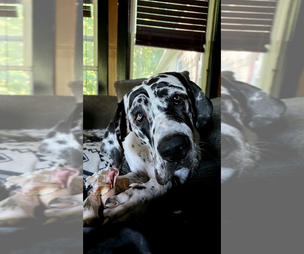 Medium Photo #1 Great Dane Puppy For Sale in HANNIBAL, NY, USA