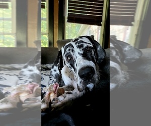 Great Dane Puppy for sale in HANNIBAL, NY, USA