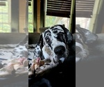 Small Great Dane