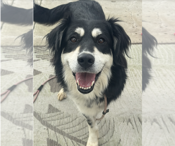 Medium Photo #2 Border Collie-Unknown Mix Puppy For Sale in Newport Beach, CA, USA