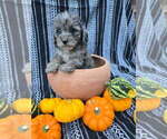 Small #3 Poodle (Miniature)