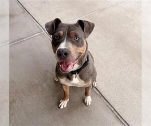 American Pit Bull Terrier Dogs for adoption in Denver, CO, USA