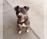 Small American Pit Bull Terrier