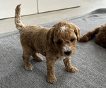Puppy Puppy 4 Goldendoodle (Miniature)