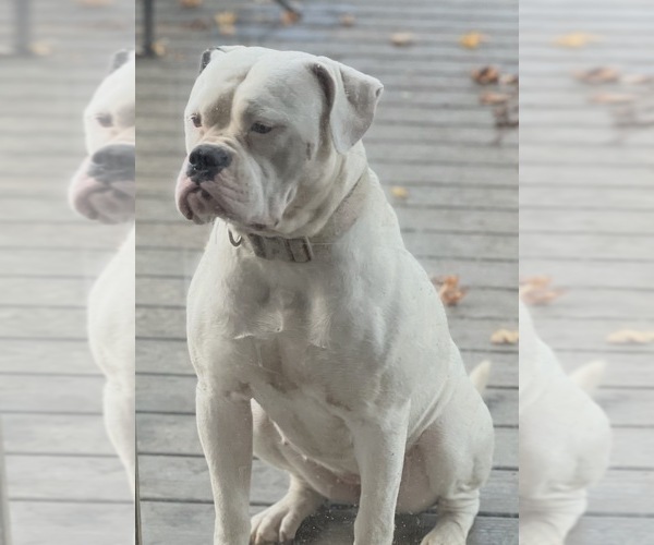 Medium Photo #1 American Bulldog Puppy For Sale in WOODBURY, NJ, USA