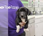 Small Labrador Retriever Mix