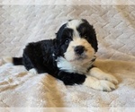 Small #10 Aussiedoodle