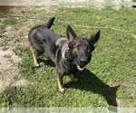 Small Photo #1 German Shepherd Dog Puppy For Sale in GRANBURY, TX, USA
