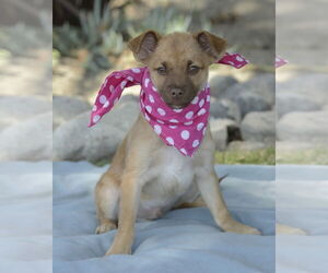 Titto - Male Chiranian Dog for Adoption - Photo #10