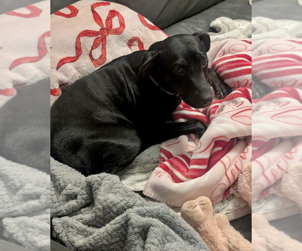 Medium Photo #7 Labrador Retriever-Unknown Mix Puppy For Sale in Brewster, NY, USA