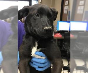 German Shepherd Dog Dogs for adoption in Conroe, TX, USA