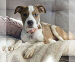 Small #5 American Pit Bull Terrier Mix