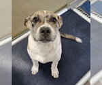 Small #2 Catahoula Leopard Dog-Labrador Retriever Mix