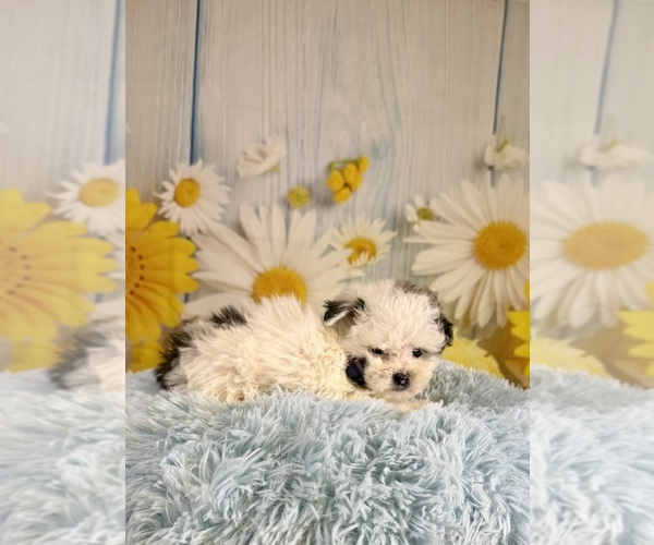 Medium Photo #7 ShihPoo Puppy For Sale in RIPLEY, MS, USA