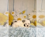 Small #6 ShihPoo