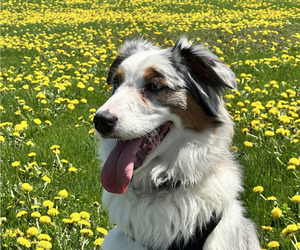 Mother of the Australian Shepherd puppies born on 02/08/2026