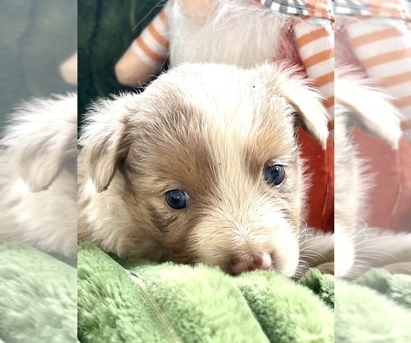 Medium Photo #2 Australian Shepherd Puppy For Sale in MOSELLE, MS, USA