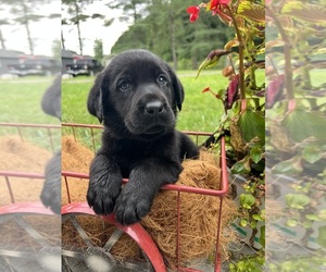 Labrador Retriever Puppy for Sale in NEOLA, West Virginia USA
