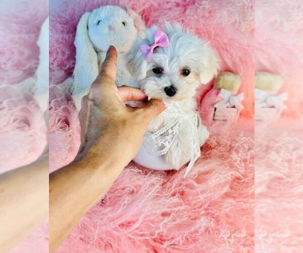 Medium Photo #22 Maltese Puppy For Sale in MIAMI, FL, USA