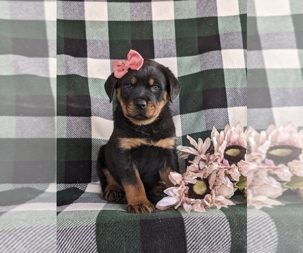Medium Photo #1 Rottweiler Puppy For Sale in CHRISTIANA, PA, USA