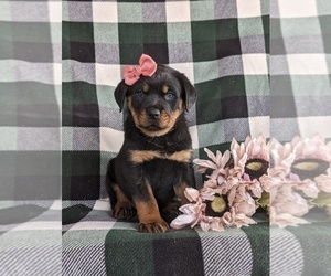 Rottweiler Puppy for Sale in CHRISTIANA, Pennsylvania USA