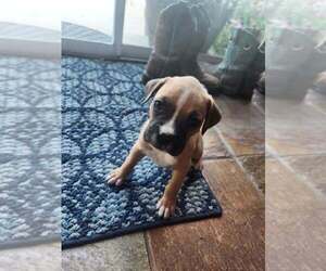 Boxer Puppy for Sale in GLENWOOD, Indiana USA