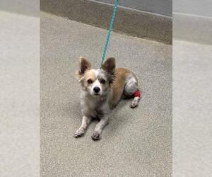 Papillon-Unknown Mix Dogs for adoption in Las Vegas, NV, USA