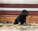 Small Photo #3 German Shepherd Dog Puppy For Sale in AUSTIN, IN, USA