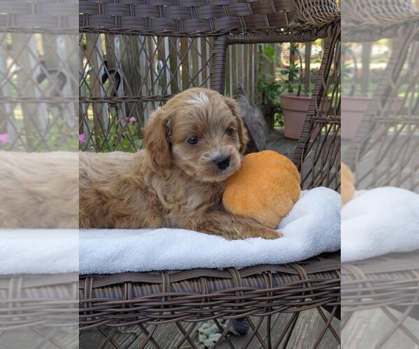Medium Photo #12 Cock-A-Poo-Poodle (Miniature) Mix Puppy For Sale in SALEM, MO, USA